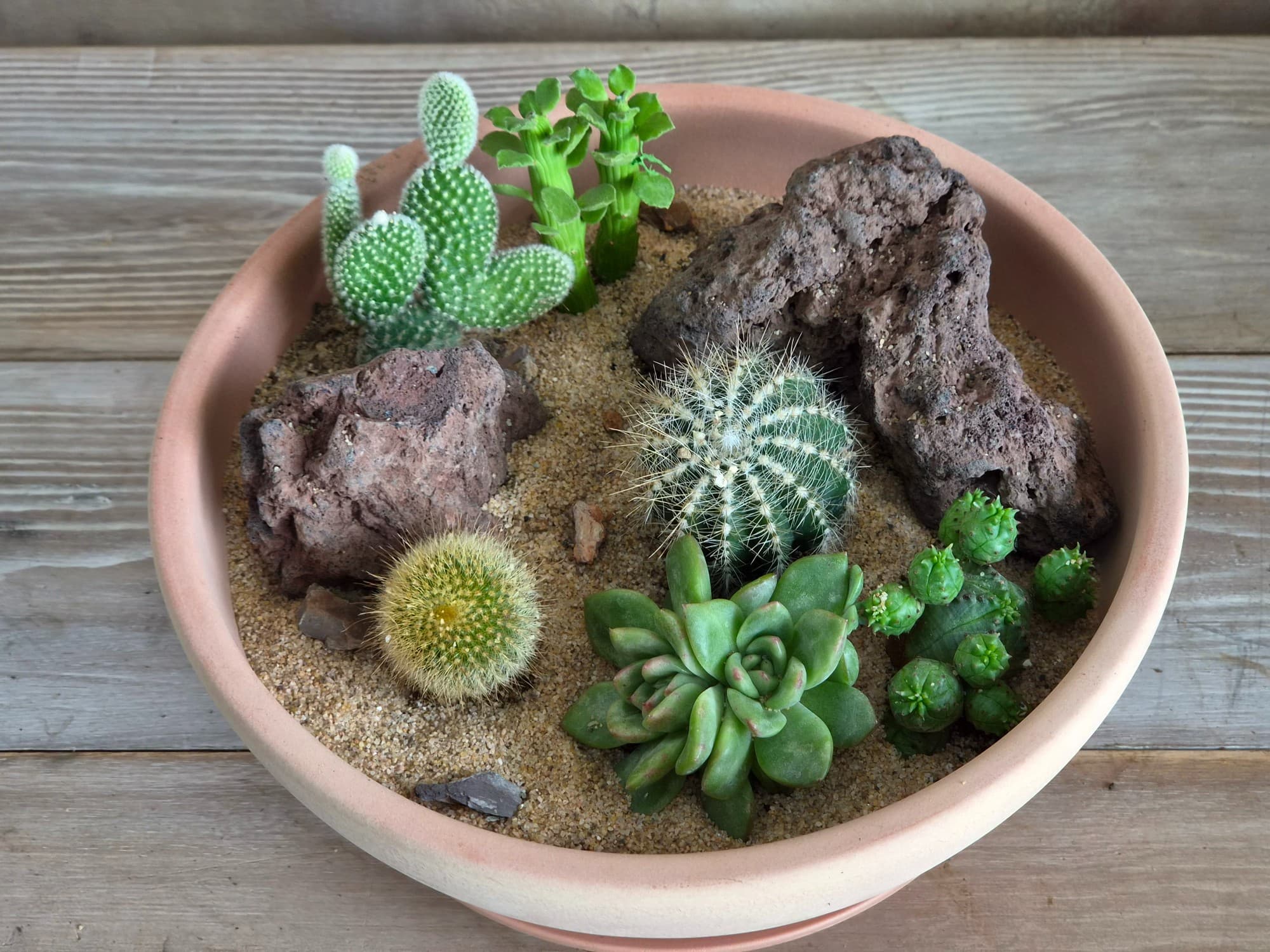 선인장 모아심기 2