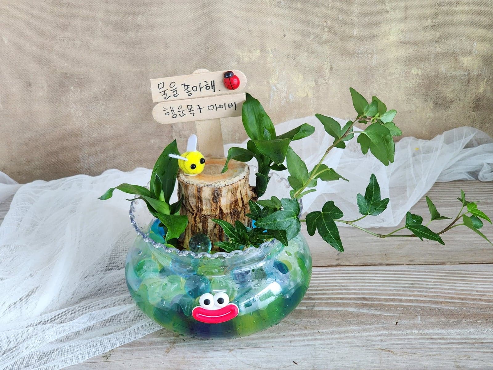 행운목 수경재배 2