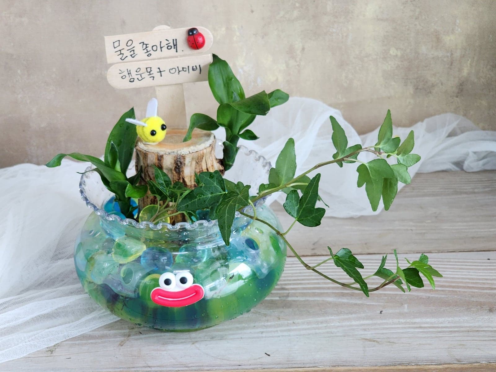 행운목 수경재배 5