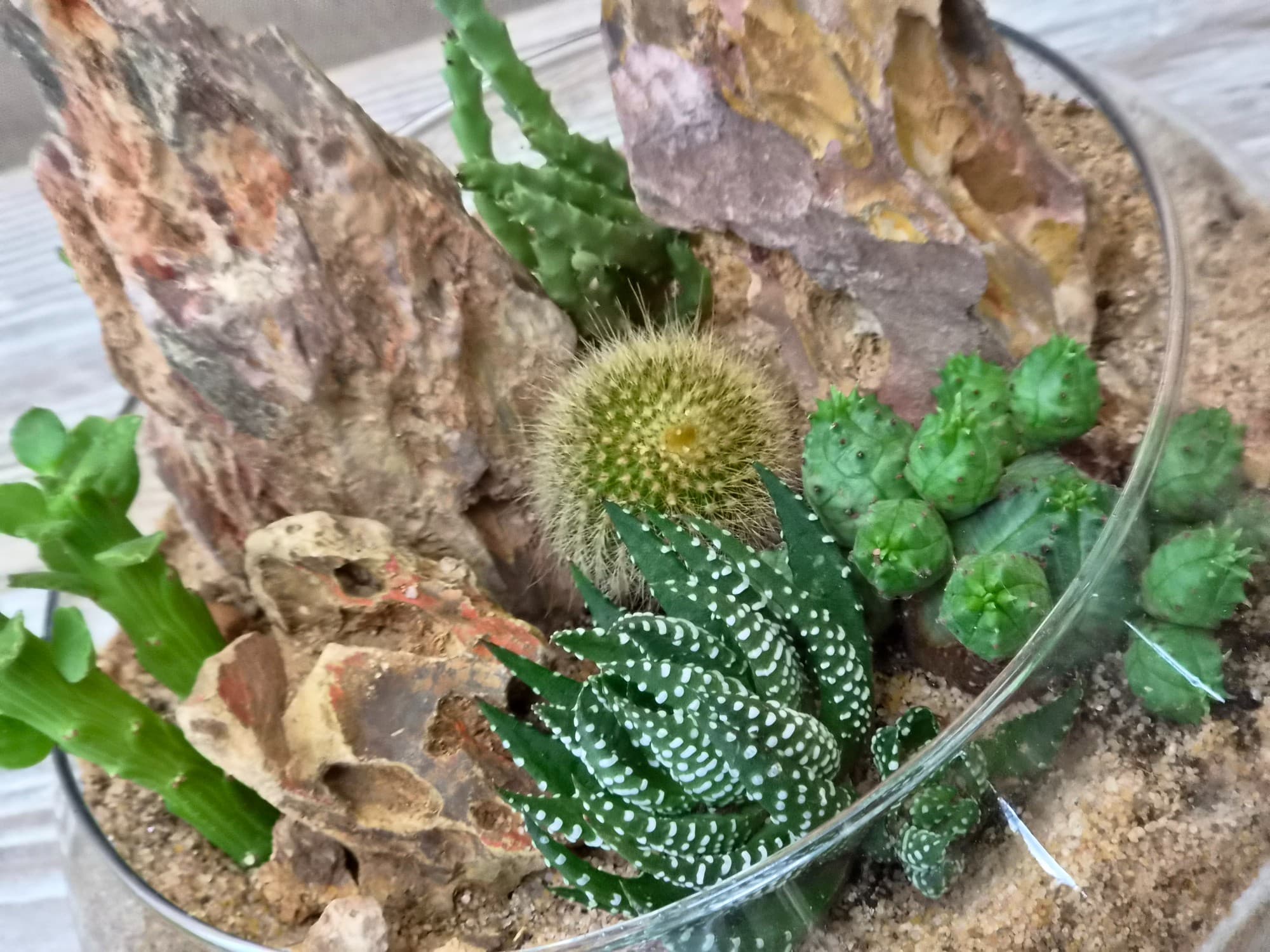 테라리움 기본 2